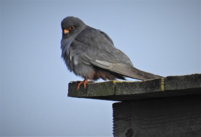 Red-footed Falcon
