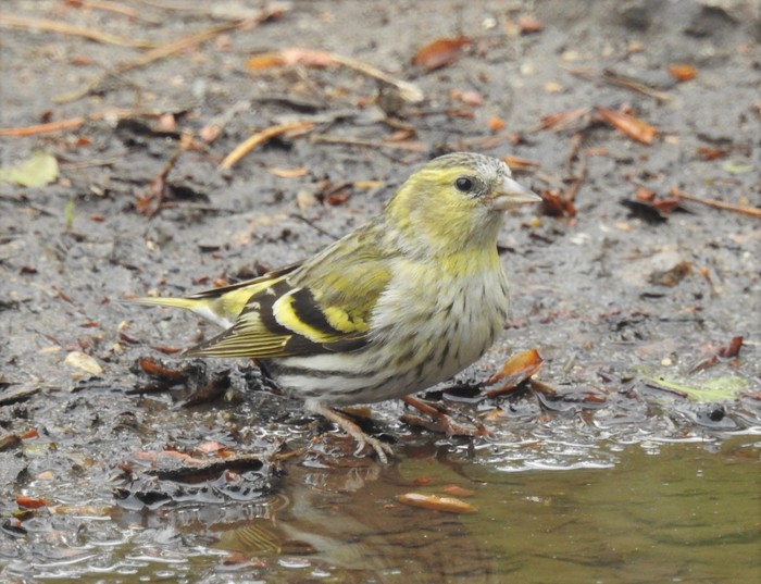 Siskin