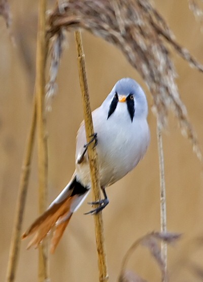 Bearded Tit