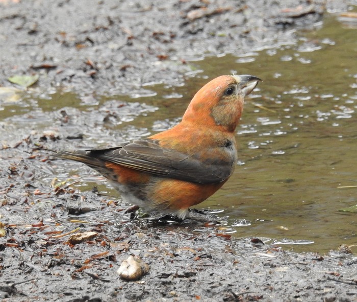 Crossbill
