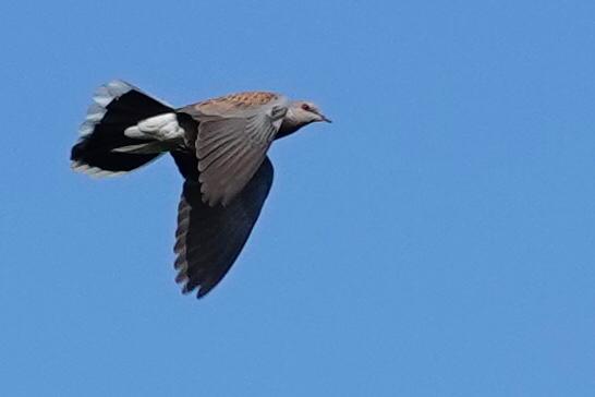 Turtle Dove