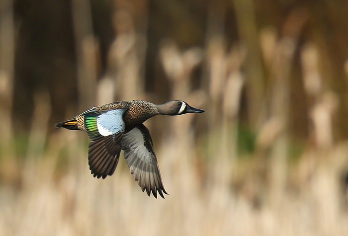 blue-winged teal