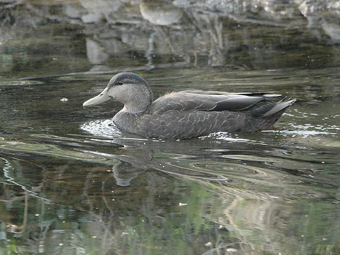 Black Duck