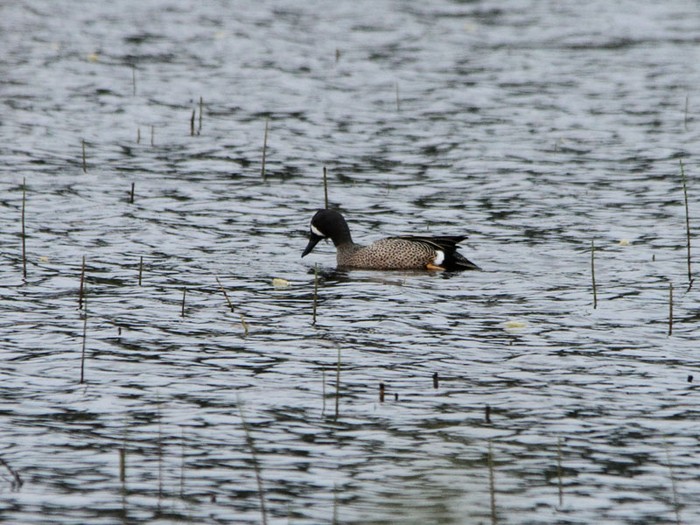 Blue-winged Teal
