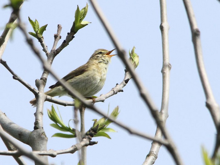 Iberian Chiffchaff