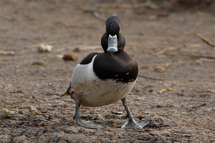 Ring-necked Duck