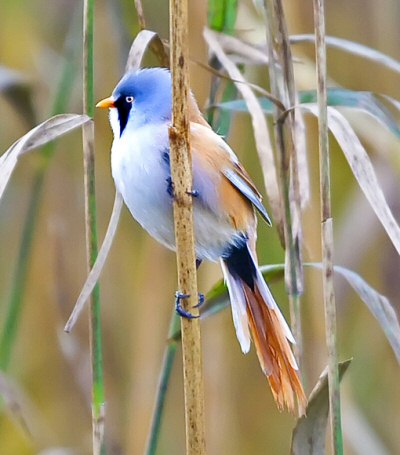 Bearded Tit
