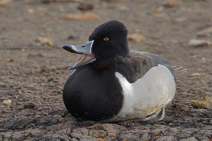 Ring-necked Duck