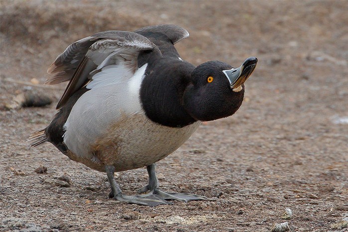 Ring-necked Duck