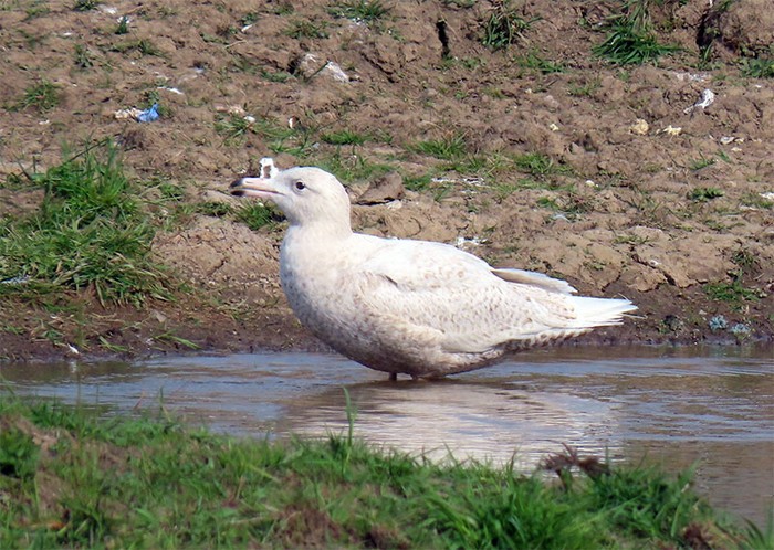 Glaucous Gull