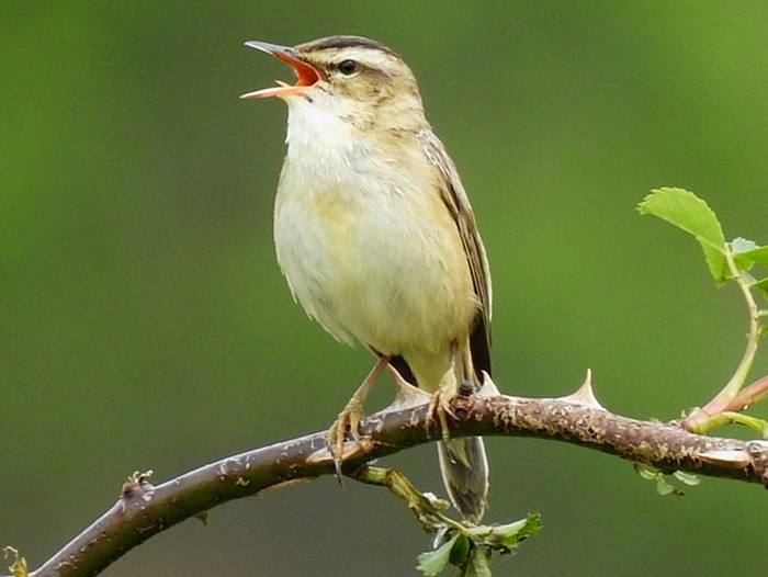 Sedge Warbler