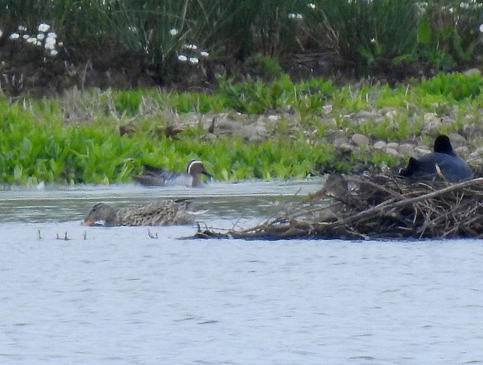 Garganey