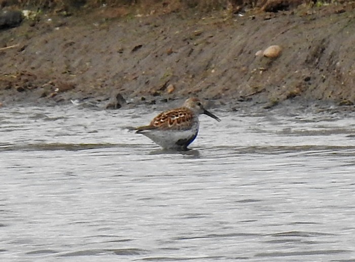 Dunlin