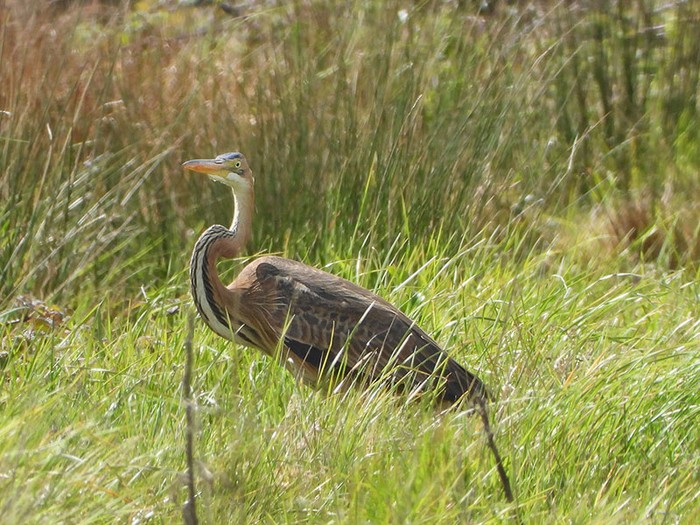 Purple Heron