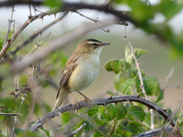 Sedge Warbler