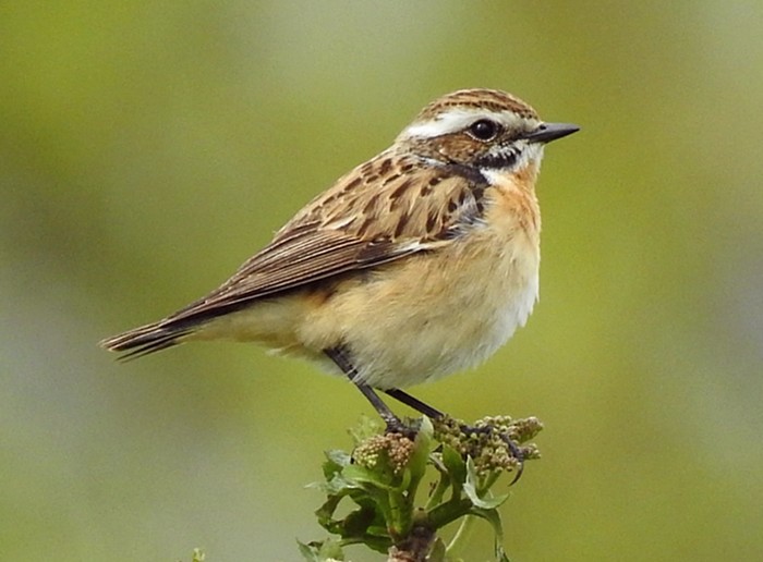 Whinchat