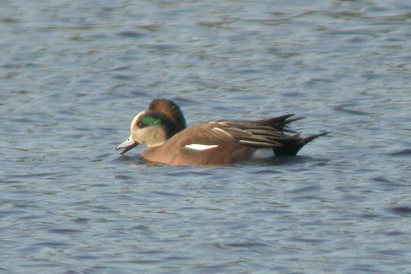 American Wigeon