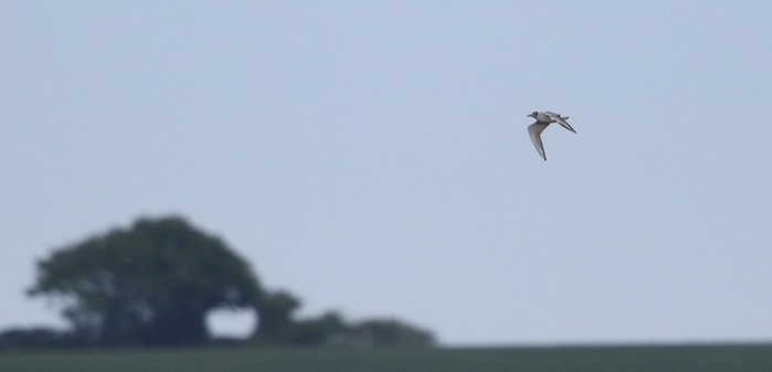 Bonaparte's Gull