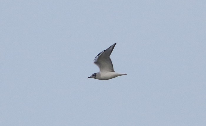 Bonaparte's Gull