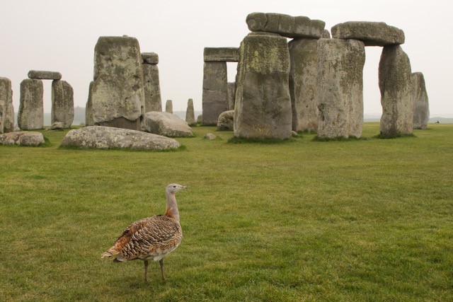 Great Bustard