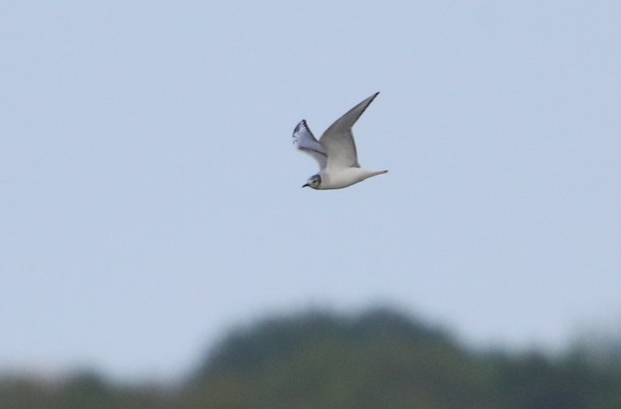 Bonaparte's Gull