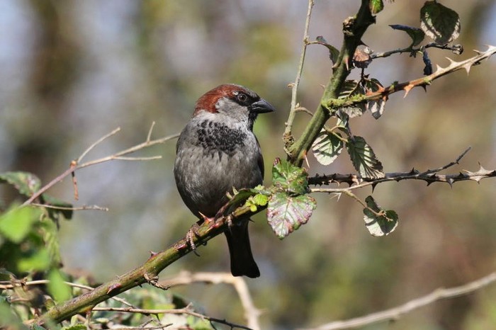 House Sparrow