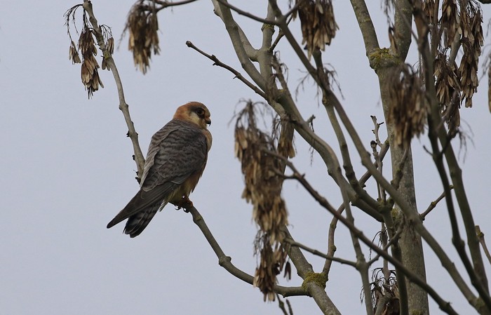 Red-footed Falcon