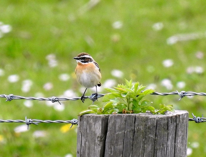 Whinchat