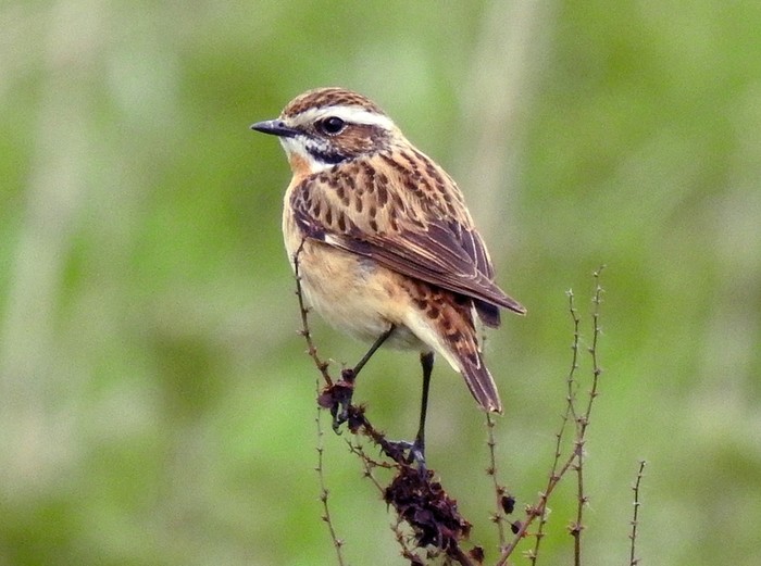 Whinchat