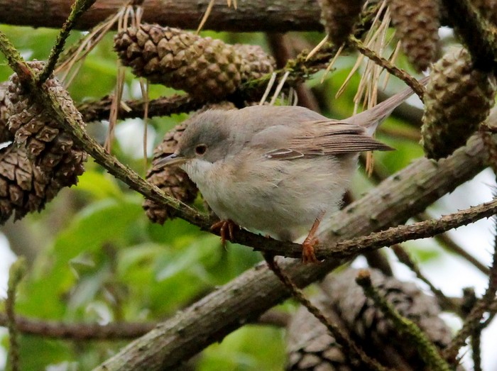 Subalpine Warbler