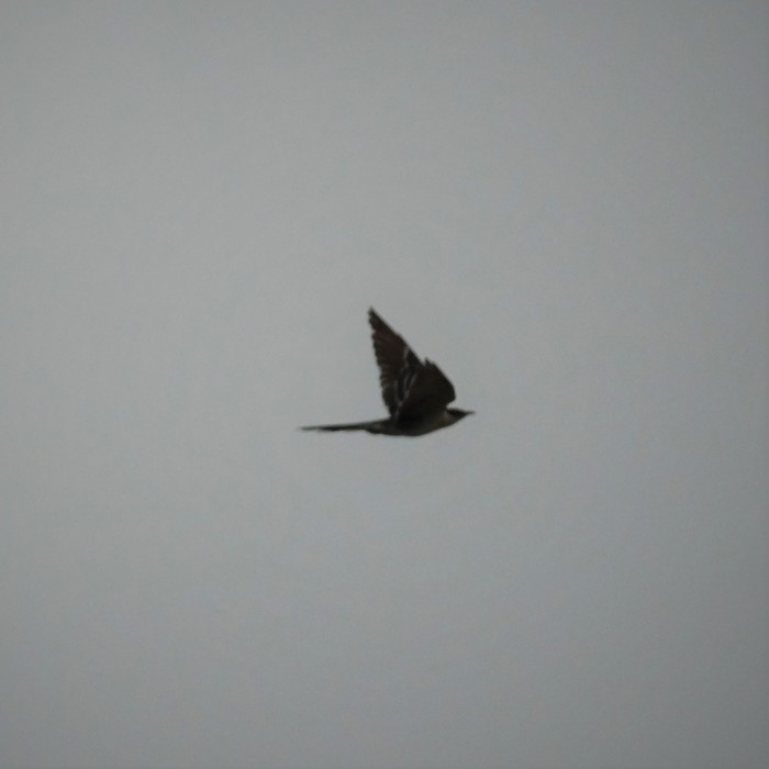 Great Spotted Cuckoo