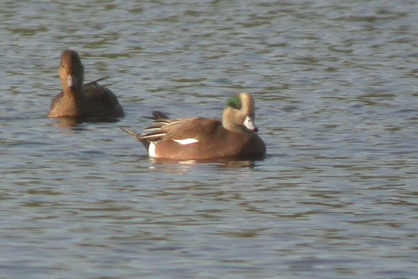 American Wigeon