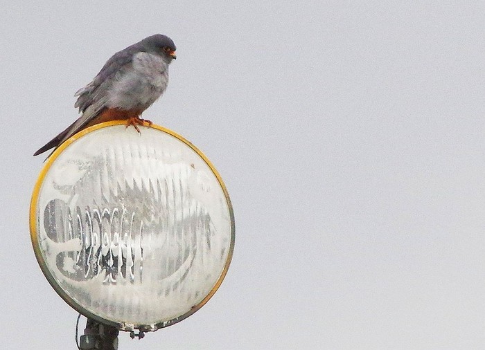 Red-footed Falcon