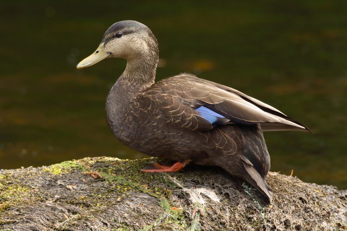 Black Duck