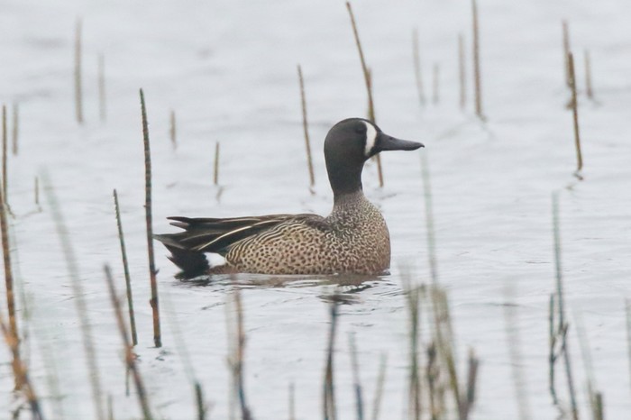Blue-winged Teal