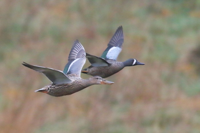 Blue-winged Teal