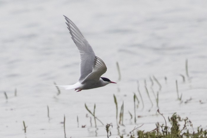 Arctic Tern