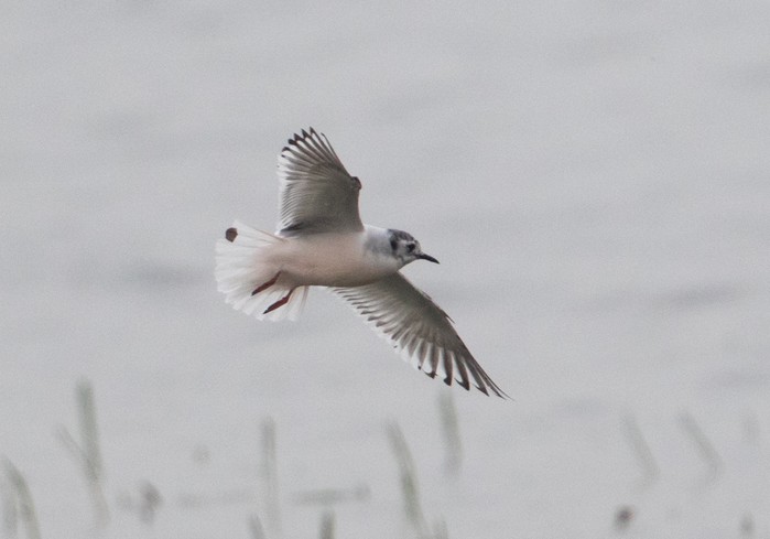 Little Gull