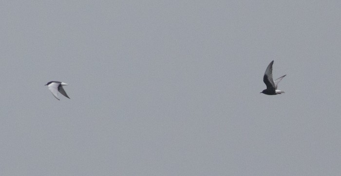 White-winged Black Tern