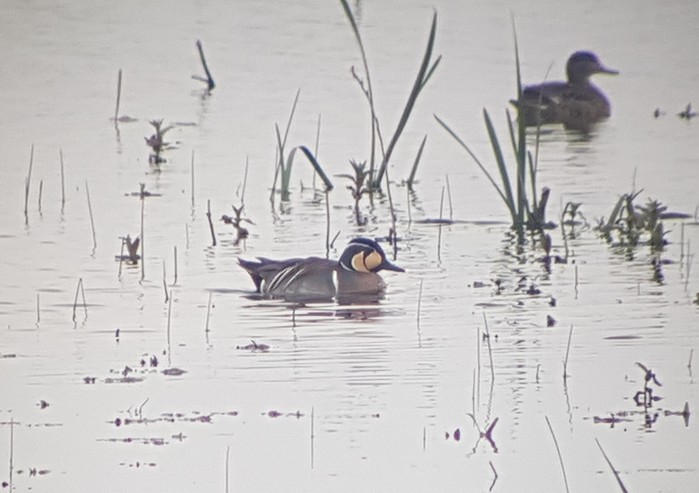 Baikal Teal