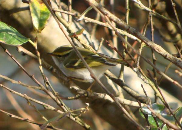 Pallas's Warbler