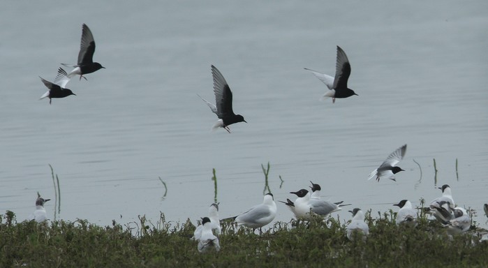White-winged Black Tern