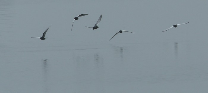 White-winged Black Tern