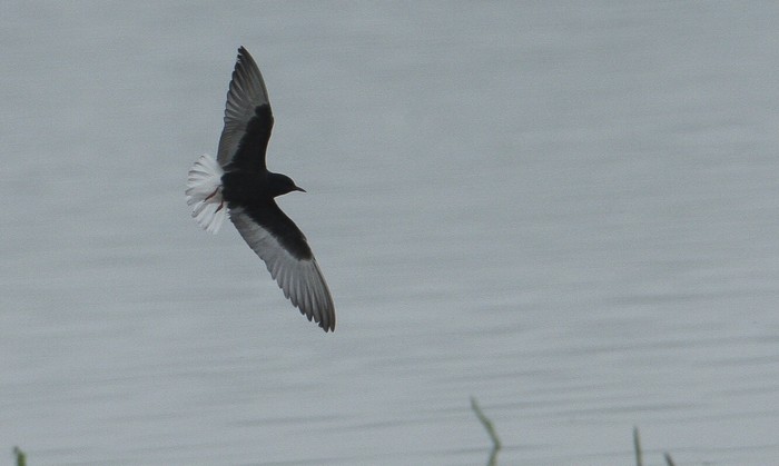 White-winged Black Tern