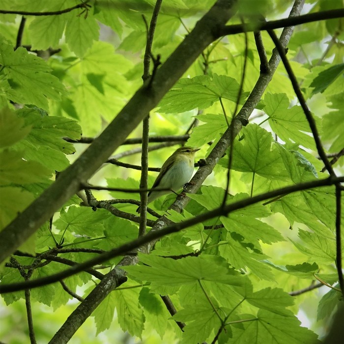 Wood Warbler