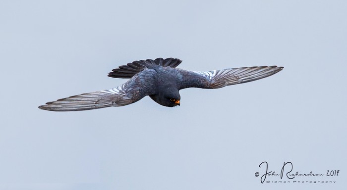 Red-footed Falcon
