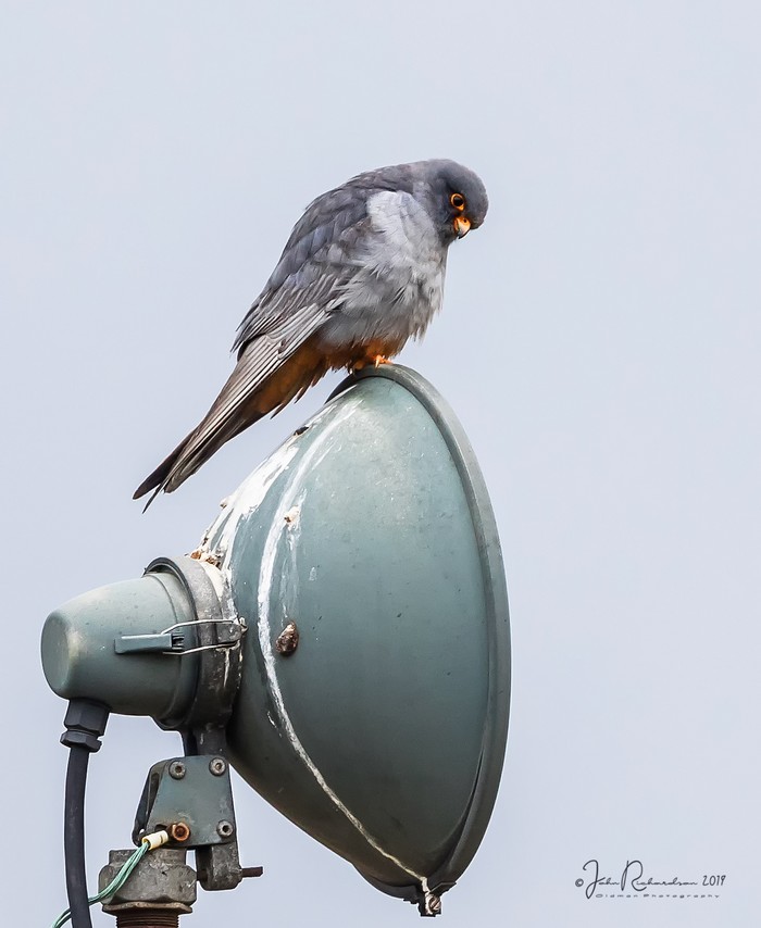 Red-footed Falcon