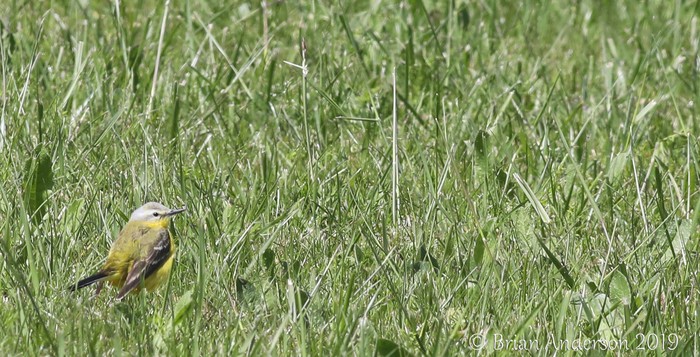 Yellow Wagtail