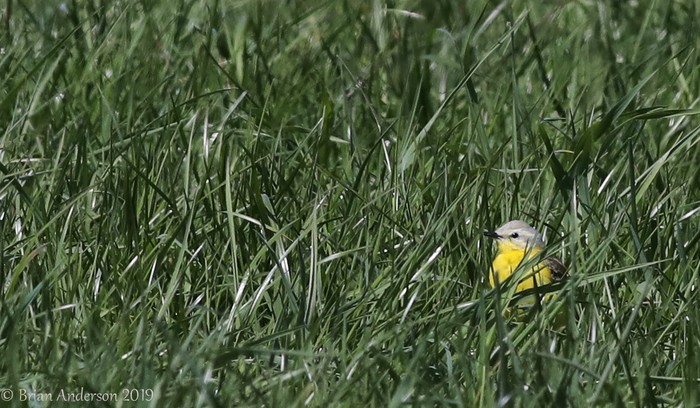 Yellow Wagtail