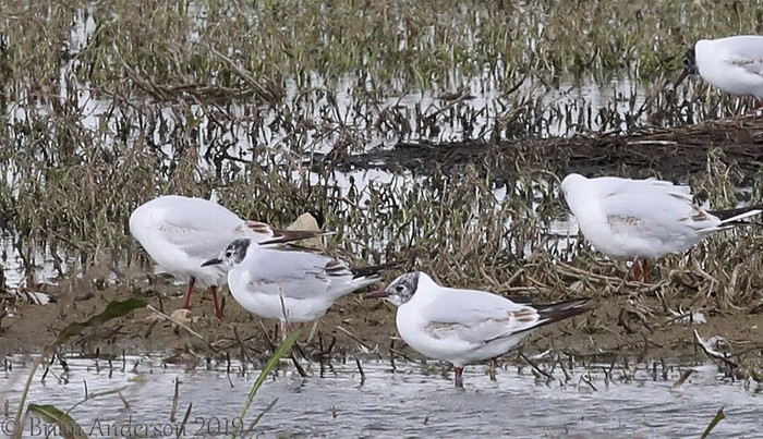 Bonaparte's Gull